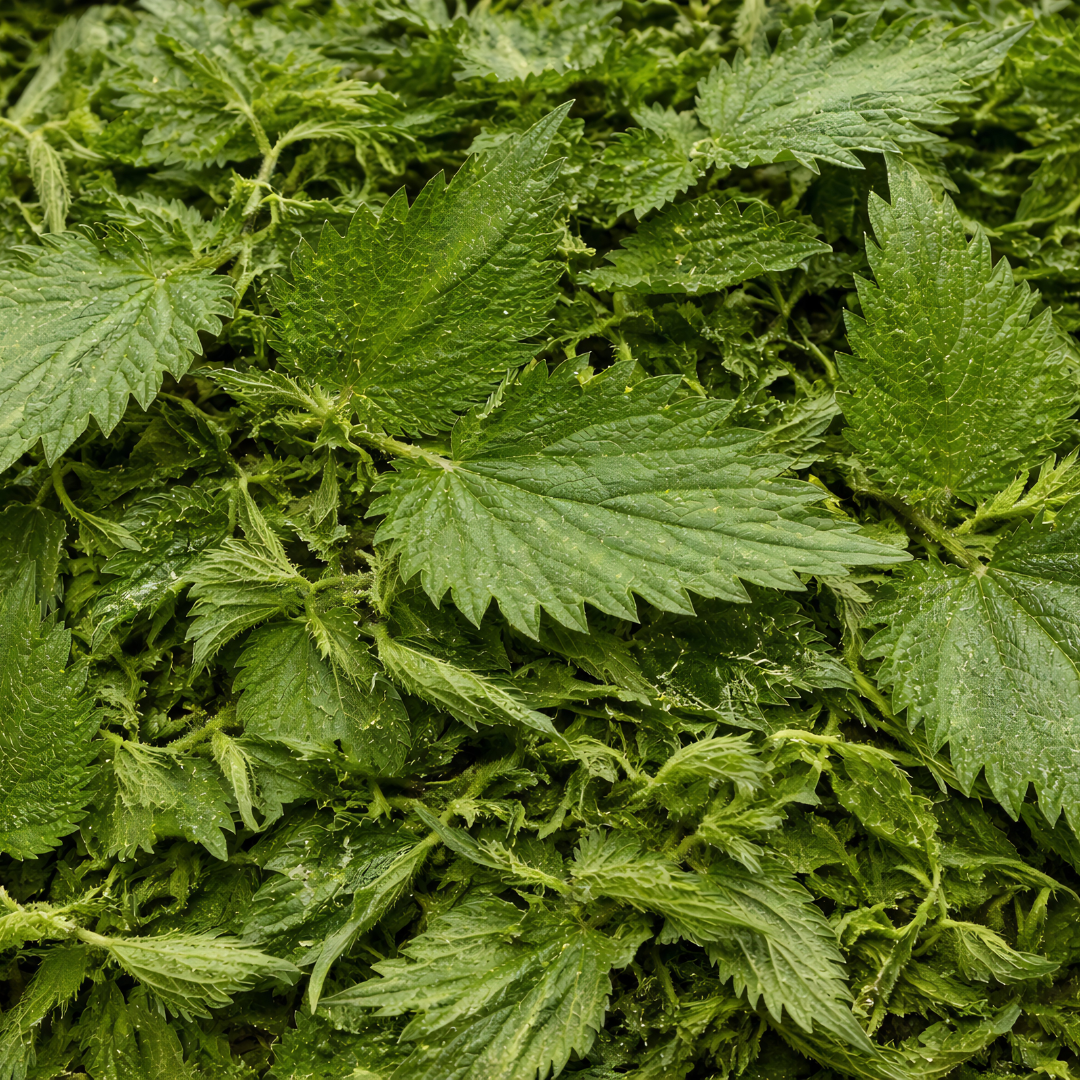 Feuilles d’Ortie Piquante Bio – Urtica Dioica – 50g / 100g / 200g