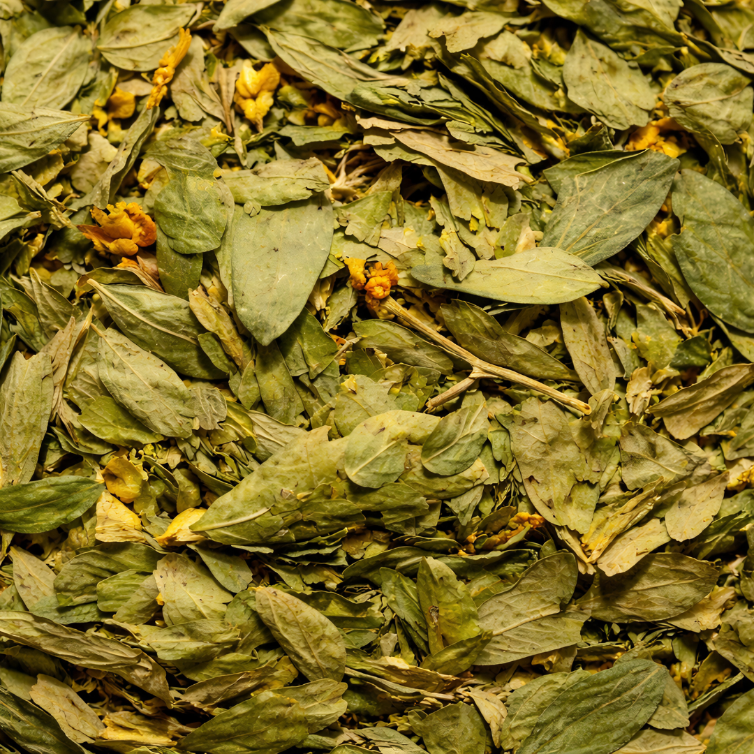Feuilles de Jujubier Sidr du Maroc – Ziziphus (Sidr) Naturel