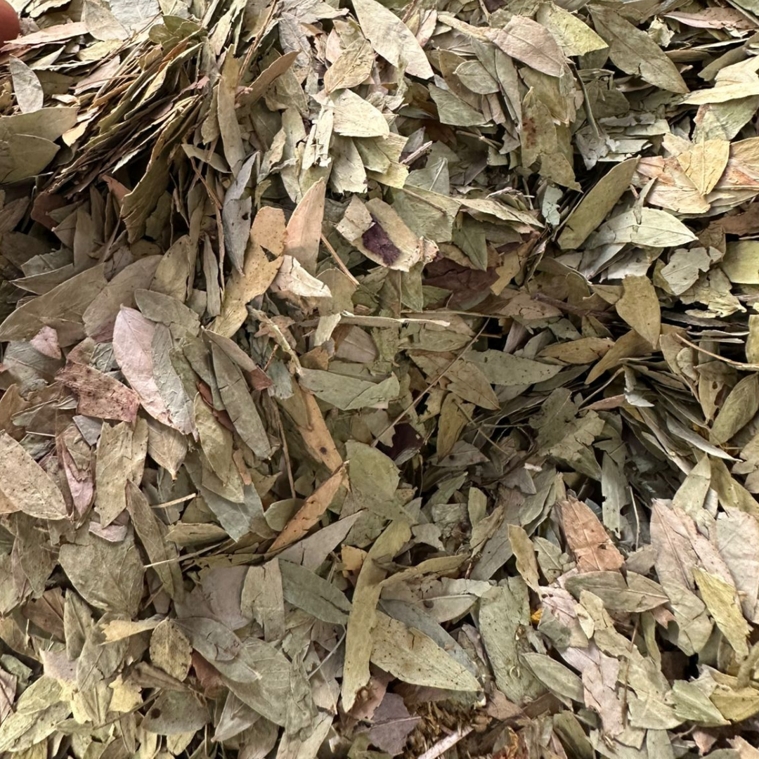 Sana Makki Feuilles de Séné 50g / 100g / 200g / 500g – Plante Naturelle El Maki 1