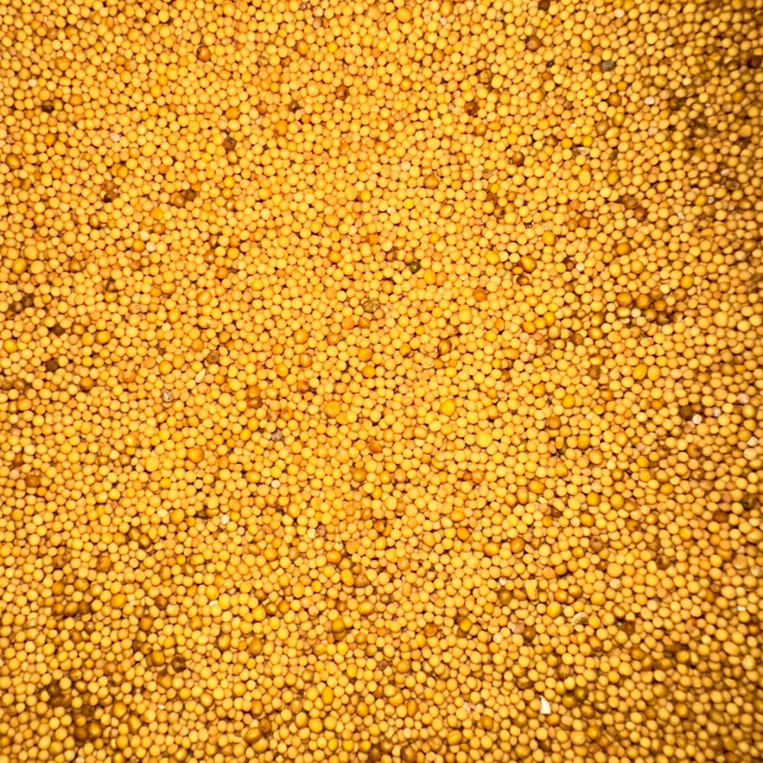 Graines de Moutarde Jaune – Douces & Aromatiques 1
