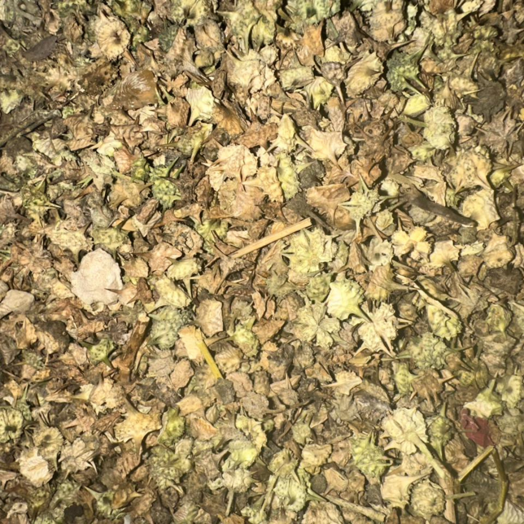 Tribulus Terrestris – El Hesska Plante Sauvage 2