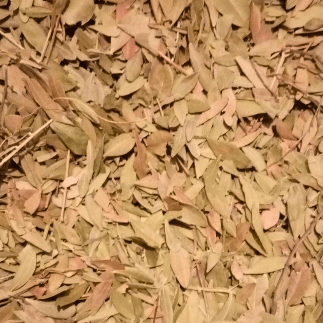 Feuilles de Pistacia lentiscus - El Darw الضرو - nilabeautys.com
