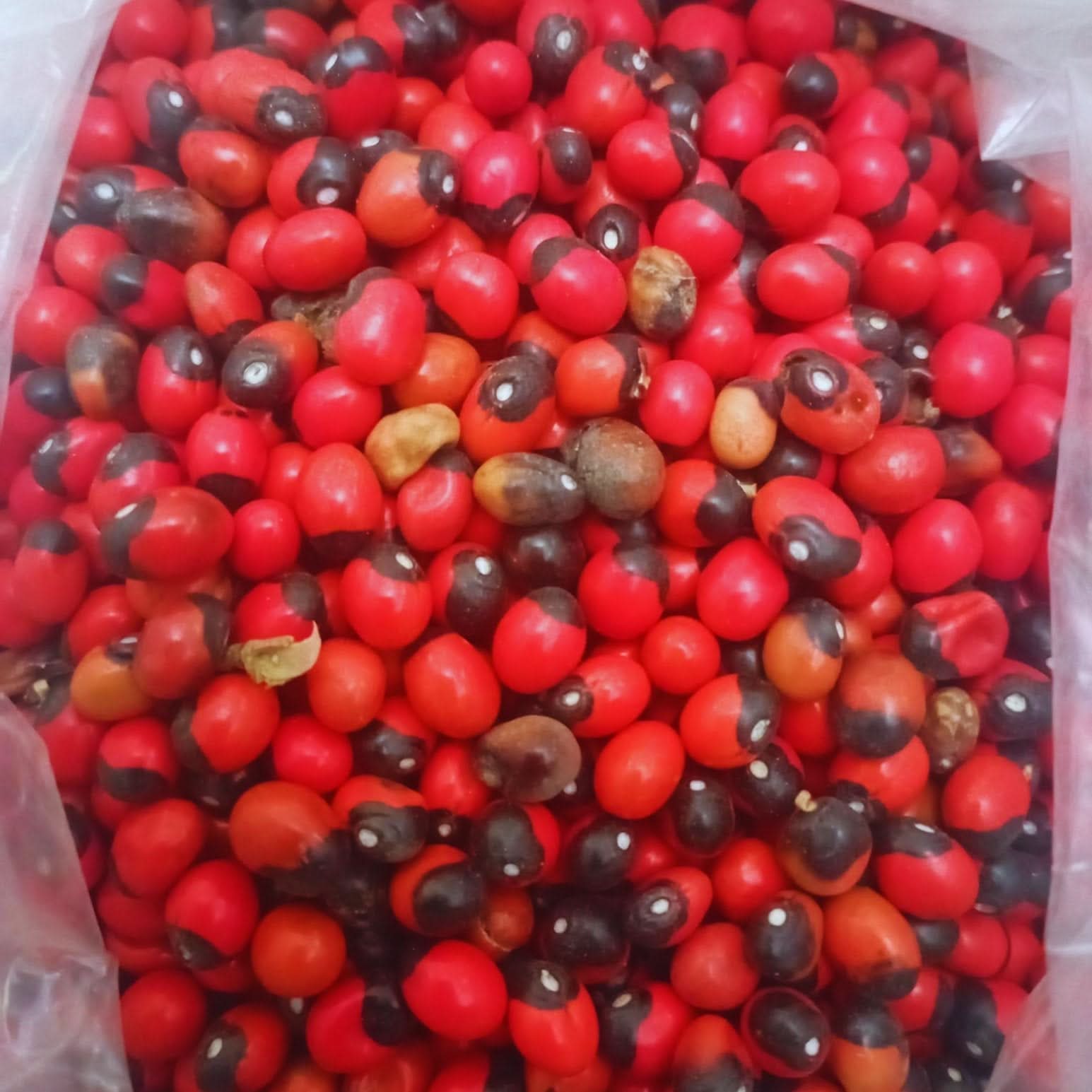 Habat Al Achk – L'Herbe aux Mille Vertus Naturelles